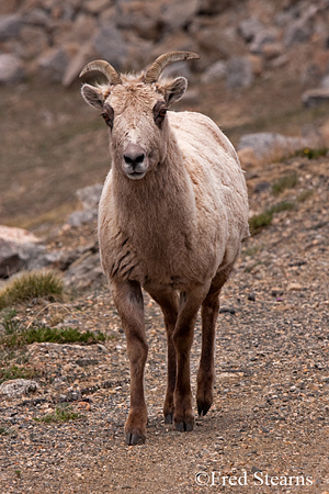 Mount Evans Big Horn Sheep Ewe